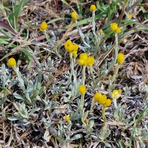 Chrysocephalum apiculatum at Goulburn, NSW - 19 Oct 2024