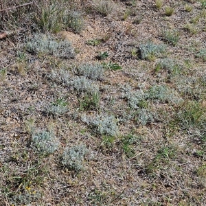 Chrysocephalum apiculatum at Goulburn, NSW - 19 Oct 2024