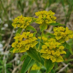 Euphorbia oblongata at Goulburn, NSW - 19 Oct 2024 03:39 PM