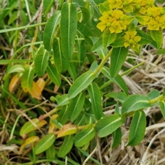 Euphorbia oblongata at Goulburn, NSW - 19 Oct 2024 03:39 PM