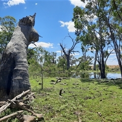 Eucalyptus sp. (A Gum Tree) at Carrathool, NSW - 21 Nov 2021 by MB