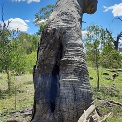 Eucalyptus sp. at Carrathool, NSW - 21 Nov 2021