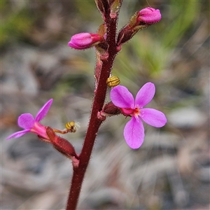 Stylidium graminifolium at Bombay, NSW - 19 Oct 2024