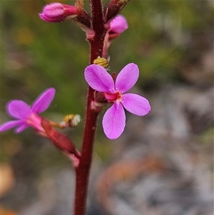 Stylidium graminifolium at Bombay, NSW - 19 Oct 2024