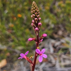 Stylidium graminifolium at Bombay, NSW - 19 Oct 2024