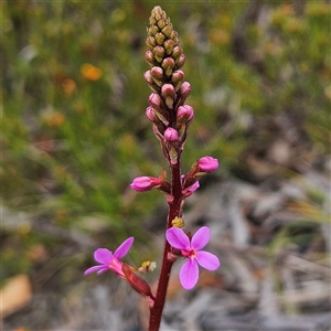 Stylidium graminifolium at Bombay, NSW - 19 Oct 2024