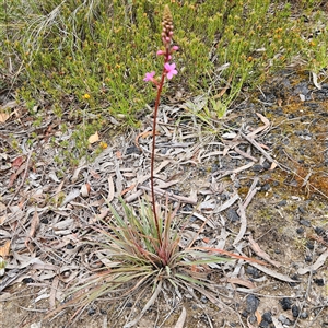 Stylidium graminifolium at Bombay, NSW - 19 Oct 2024