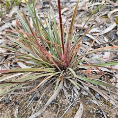 Stylidium graminifolium at Bombay, NSW - 19 Oct 2024