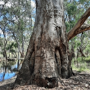 Eucalyptus sp. at Carrathool, NSW by MB