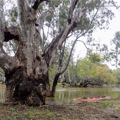 Eucalyptus sp. at Carrathool, NSW - 12 Nov 2021 by MB