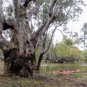 Eucalyptus sp. at Carrathool, NSW by MB