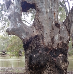 Eucalyptus camaldulensis at suppressed - suppressed