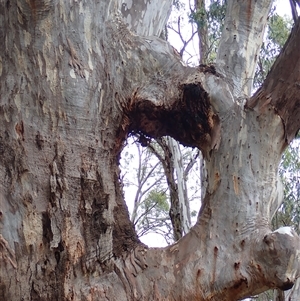 Eucalyptus camaldulensis at suppressed - suppressed