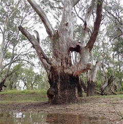 Eucalyptus camaldulensis at suppressed - suppressed