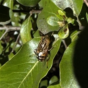 Eristalinus punctulatus at Aranda, ACT - 19 Oct 2024