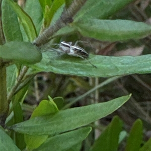 Oxyopes sp. (genus) at Aranda, ACT - 19 Oct 2024