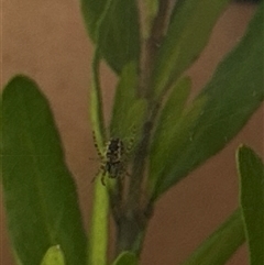 Unidentified Other web-building spider at Aranda, ACT - 19 Oct 2024 by Jubeyjubes