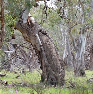 Eucalyptus sp. (A Gum Tree) at Pooncarie, NSW by MB