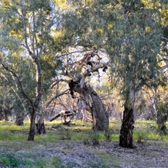 Eucalyptus sp. at Pooncarie, NSW - suppressed