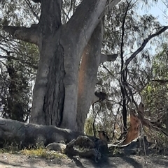 Eucalyptus sp. (A Gum Tree) at Menindee, NSW - 16 Sep 2020 by MB