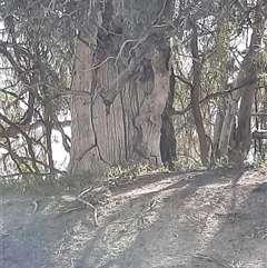 Eucalyptus sp. at Menindee, NSW - 16 Sep 2020