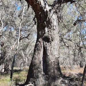 Eucalyptus sp. (A Gum Tree) at Wilcannia, NSW by MB