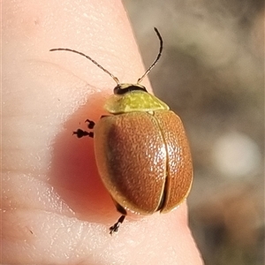 Paropsis porosa at Bungendore, NSW - 19 Oct 2024