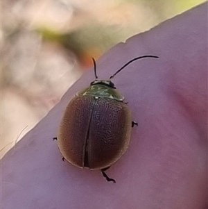 Paropsis porosa at Bungendore, NSW - suppressed