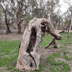 Eucalyptus sp. (A Gum Tree) at Pooncarie, NSW by MB