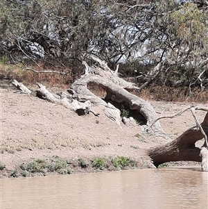 Eucalyptus sp. (A Gum Tree) at Menindee, NSW by MB