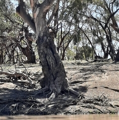 Eucalyptus sp. (A Gum Tree) at Menindee, NSW - 16 Sep 2020 by MB