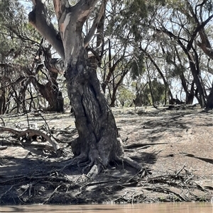 Eucalyptus sp. at Menindee, NSW - 16 Sep 2020