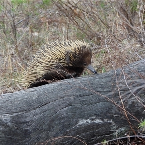 Tachyglossus aculeatus at Kambah, ACT - 19 Oct 2024