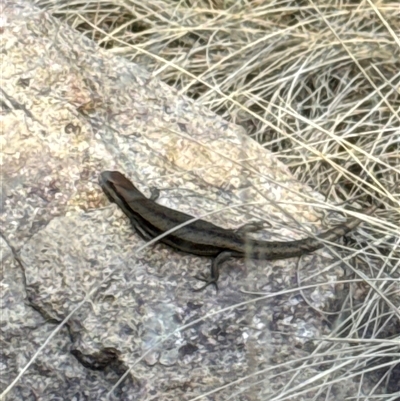 Lampropholis guichenoti (Common Garden Skink) at Aranda, ACT - 19 Oct 2024 by Jubeyjubes