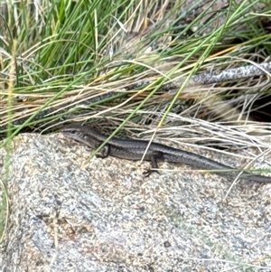 Lampropholis guichenoti at Aranda, ACT - 19 Oct 2024