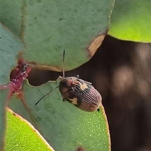 Cadmus (Cadmus) crucicollis at Bungendore, NSW - suppressed