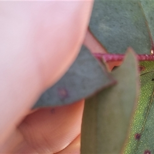 Cadmus (Cadmus) crucicollis at Bungendore, NSW - suppressed