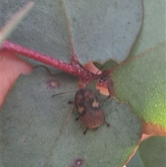 Cadmus (Cadmus) crucicollis at Bungendore, NSW - suppressed