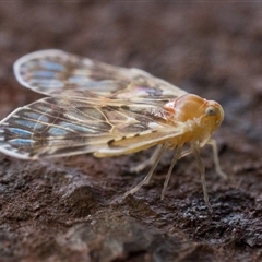 Saccharodite chrysonoe (Derbid planthopper) at Paddys River, ACT - 18 Oct 2024 by patrickcox