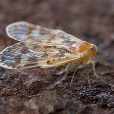 Saccharodite chrysonoe (Derbid planthopper) at Paddys River, ACT - 18 Oct 2024 by patrickcox