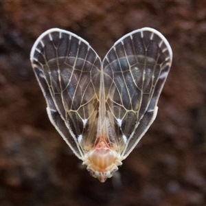 Saccharodite chrysonoe at Paddys River, ACT - 19 Oct 2024