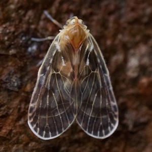 Saccharodite chrysonoe at Paddys River, ACT - 19 Oct 2024 08:30 AM