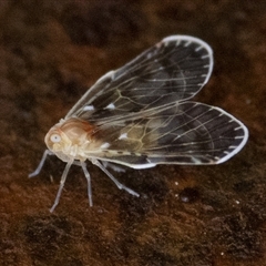 Saccharodite chrysonoe at Paddys River, ACT - 19 Oct 2024 08:30 AM