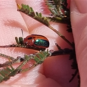 Calomela curtisi at Bungendore, NSW - suppressed