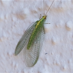 Apertochrysa edwardsi (A Green Lacewing) at Duffy, ACT - 17 Oct 2024 by patrickcox