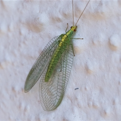 Apertochrysa edwardsi (A Green Lacewing) at Duffy, ACT - 17 Oct 2024 by patrickcox