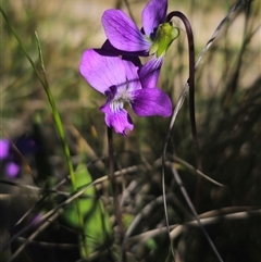 Viola betonicifolia subsp. betonicifolia (Arrow-Leaved Violet) at Captains Flat, NSW - 19 Oct 2024 by Csteele4