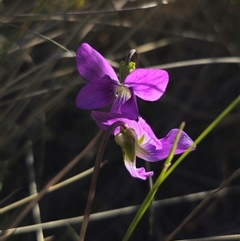 Viola betonicifolia subsp. betonicifolia at Captains Flat, NSW - 19 Oct 2024