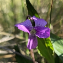 Viola betonicifolia subsp. betonicifolia at Captains Flat, NSW - 19 Oct 2024