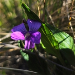 Viola betonicifolia subsp. betonicifolia at Captains Flat, NSW - 19 Oct 2024